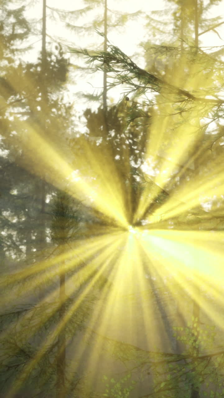Sonnenstrahlen scheinen morgens durch Bäume in einem Wald.