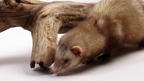 Ferret-exploring-tree-branch---isolated-on-white-background---close-up-on-face