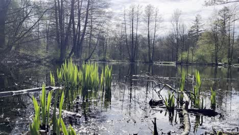 Kleiner-See-Mit-Grünem-Gras-Im-Wasser