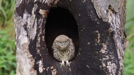 Pequeño-Búho-Athene-Noctua-Sentado-En-El-Hueco-De-Un-árbol-Se-Arregla