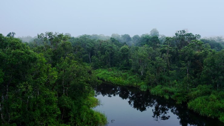 Misty Rainforest River Landscape