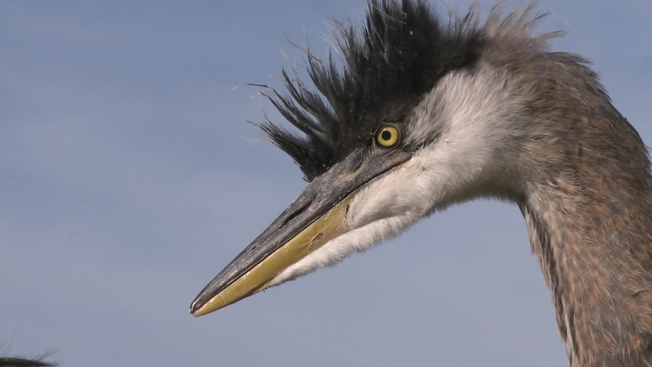 крупный план большой голубой цапли (ardea herodias) в зоне отдыха озера каситас в оак вью калифорния
