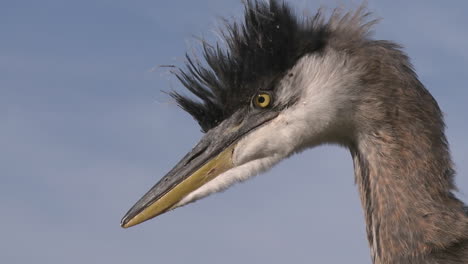 close up of a great blue heron (ardea herodias) at lake casitas recreation area in oak view california