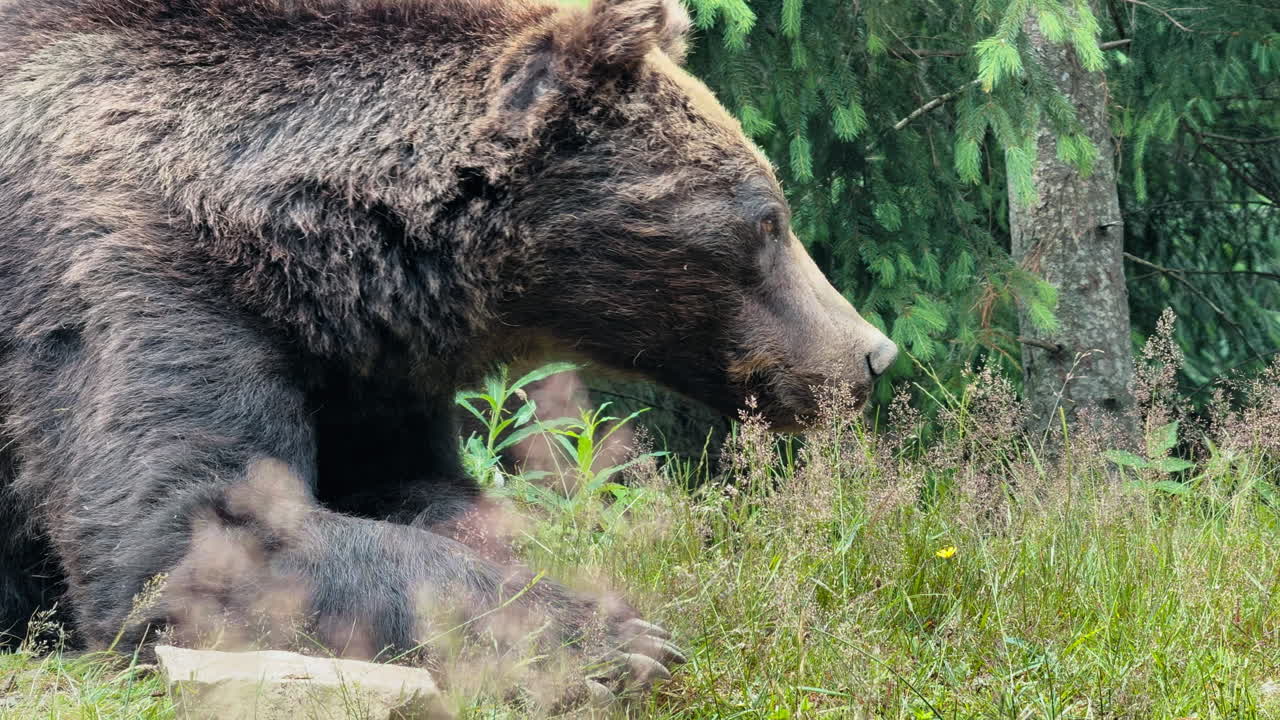 Un grande orso bruno con una folta pelliccia si riposa vicino a un lussureggiante fogliame verde e ad alberi nel suo habitat naturale.