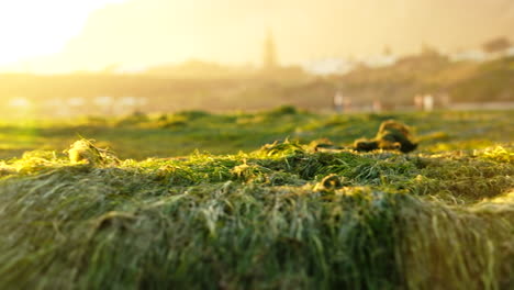 Freiliegendes-Grünes-Seegras,-Das-Bei-Ebbe-Am-Strand-Kahl-Lag,-Goldener-Sonnenuntergang