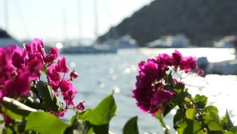 Rhododendron-Flowers-Swaying-With-The-Wind-At-The-Coast-Of-Gumusluk-In-Bodrum,-Turkey