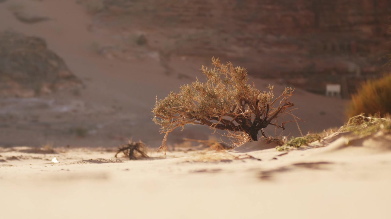 Arbusto desértico meciéndose con el viento fuerte contra el suelo arenoso del valle de Wadi Rum. Entorno de desierto árido, clima severo y paisaje natural seco en un área protegida de Jordania