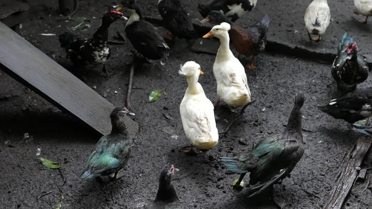 black and white ducks walking and eating on the ground