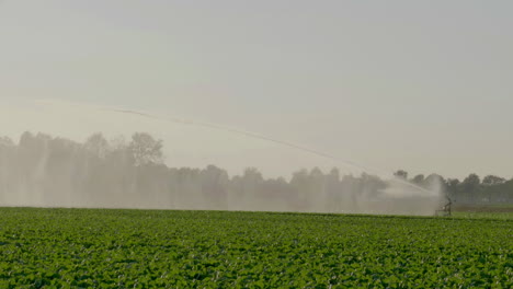 4k - large sprinkler creating rainscreen over crops