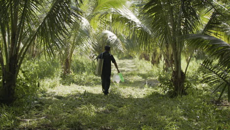 Wide-Shot-Of-Coconut-Farmer-Walking-In-Between-Coconut-Trees-Carrying-Containers-For-Harvest