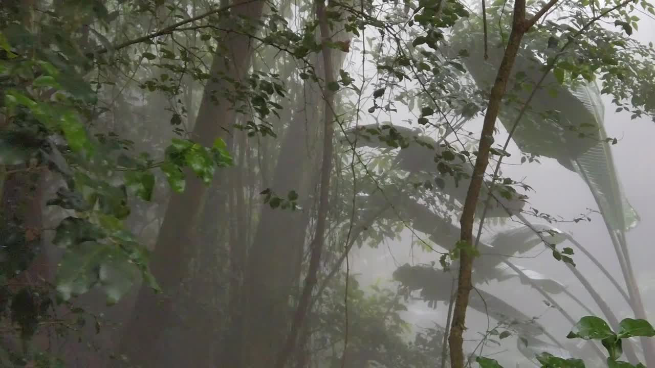 신비하고 안개가 자욱한 단풍 사이를 이동
