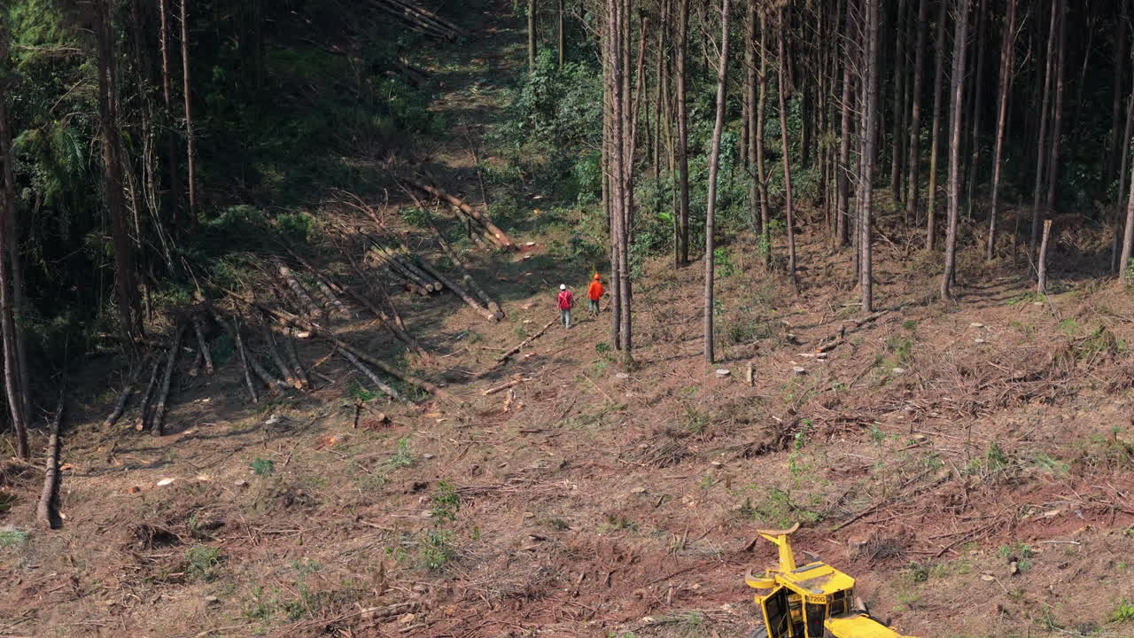 Aerial view of wide clearing in forest with workers exploring the plantations, Argentina.