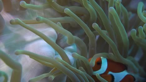 Clownfisch-Reinigt-Den-Mund-Einer-Seeanemone