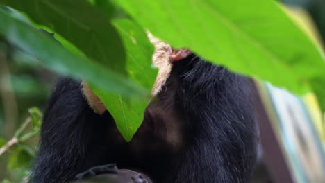 asomándose a través del follaje verde que se balancea capturando un salvaje