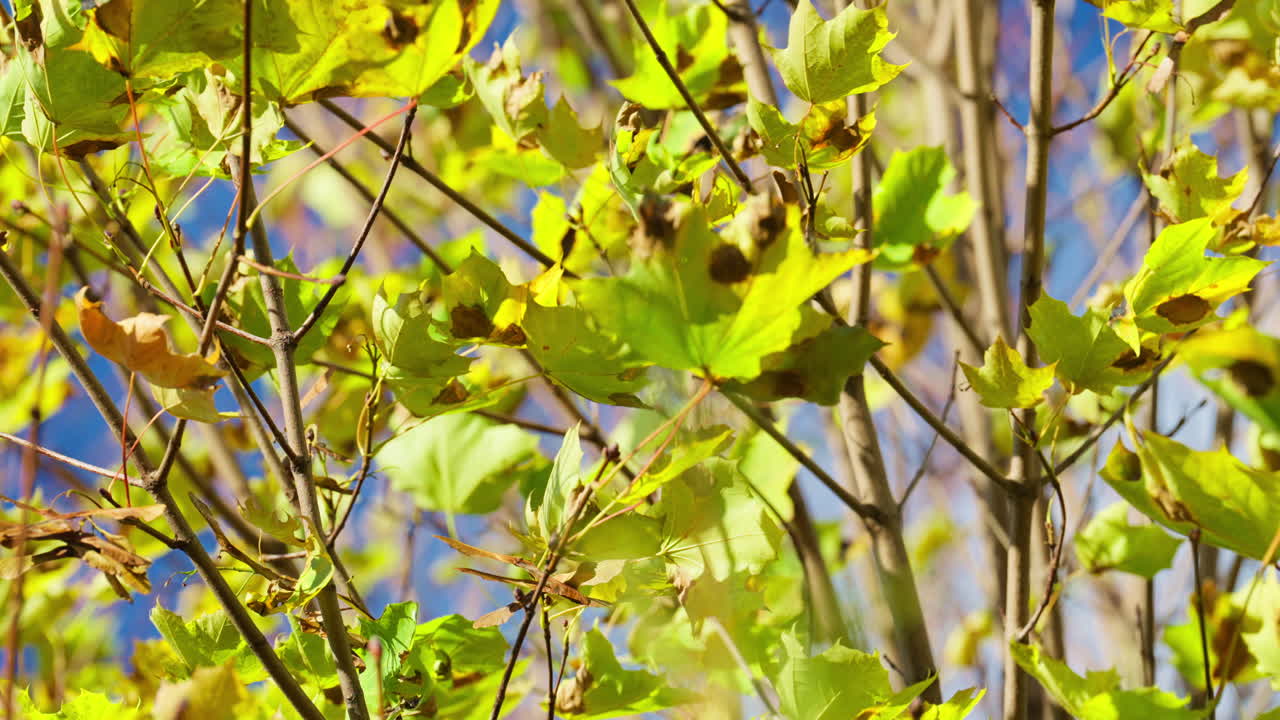 Sunlit autumn leaves sway on a calm day, capturing nature's serenity