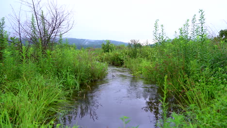 Ein-Kleiner-Bach,-Der-In-Der-Wildnis-In-Den-Binsen-Fließt