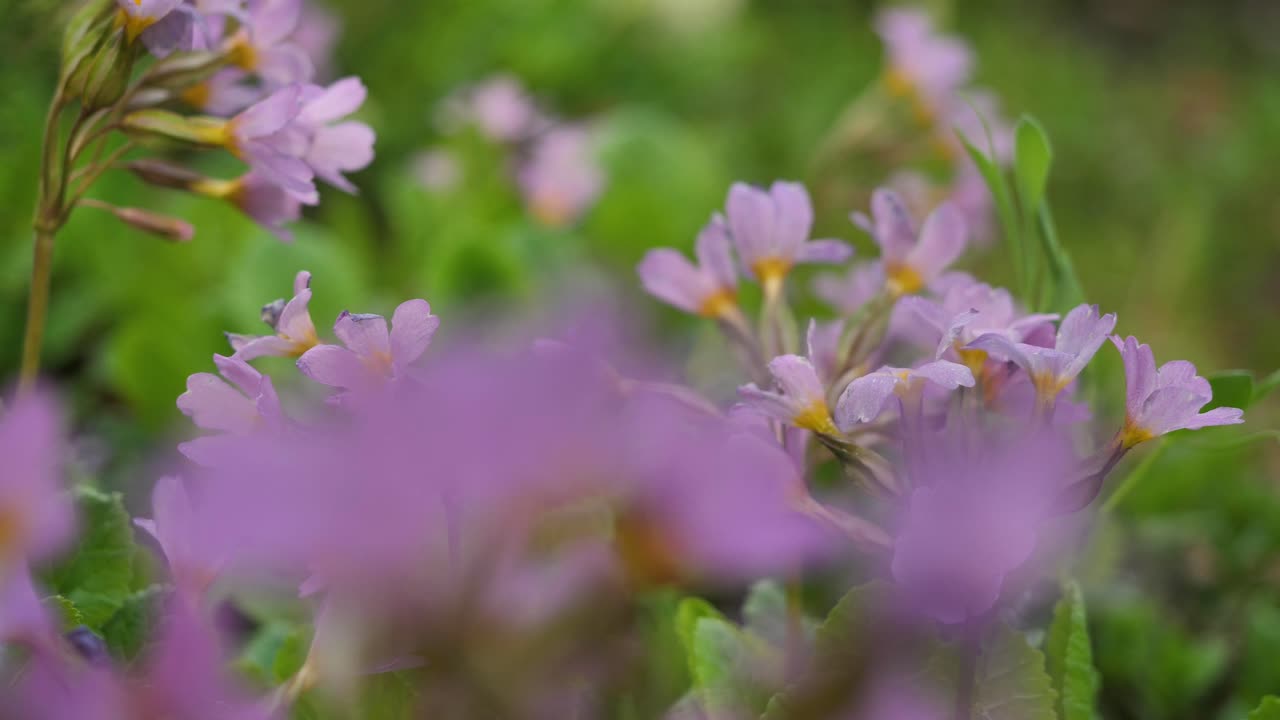 Nærbilde av lilla primula