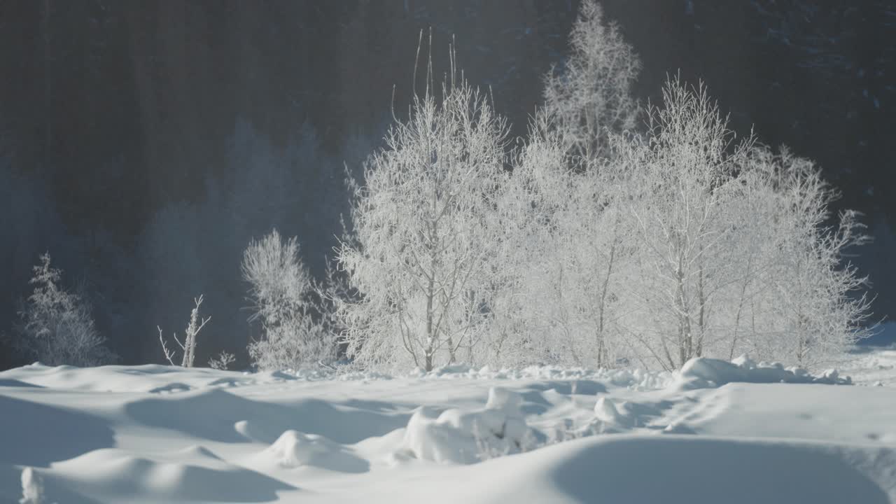 Thin, delicate trees are covered in bright white frost, glowing in the cold sunlight of a snowy forest landscape.