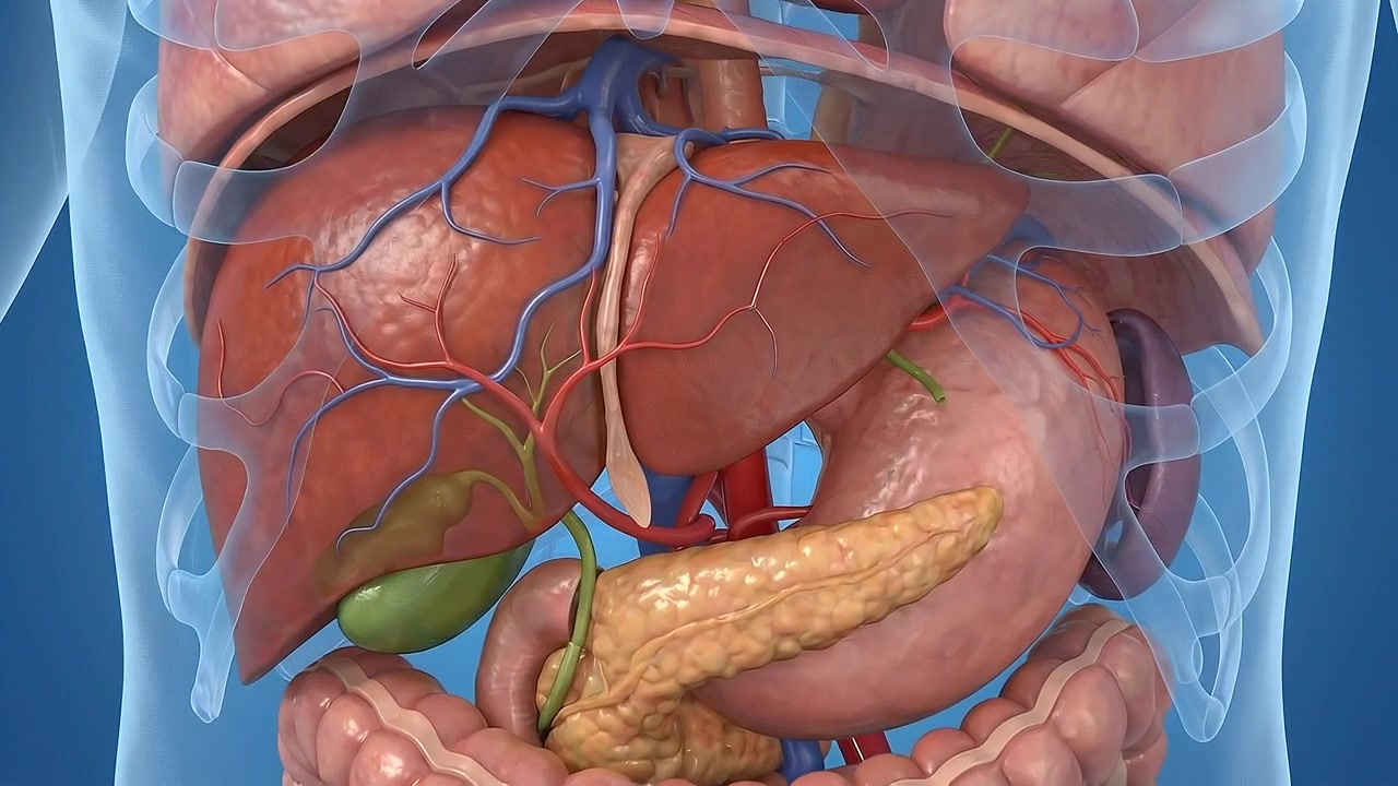 3D Medical Animation of Human Digestive System Organs