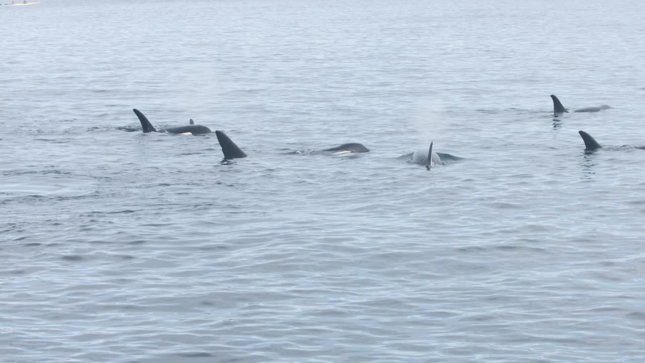 Pod of Orca Whales swims by while playing