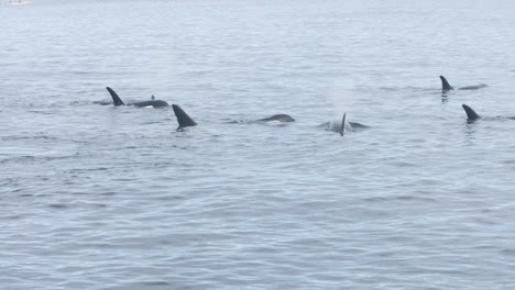 pod of orca whales swims by while playing
