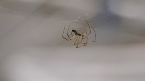 Spider-on-web-swaying-in-the-wind,-close-up