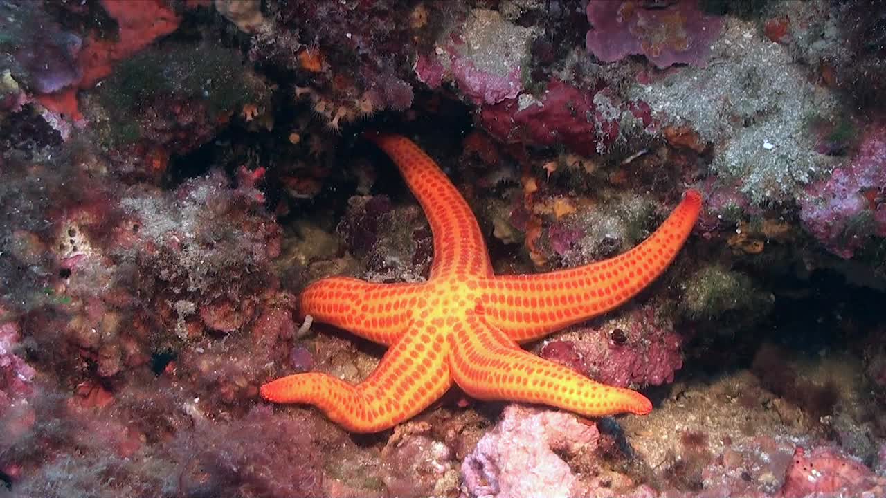 gran pez estrella naranja tumbado en un arrecife de coral en el mar mediterráneo
