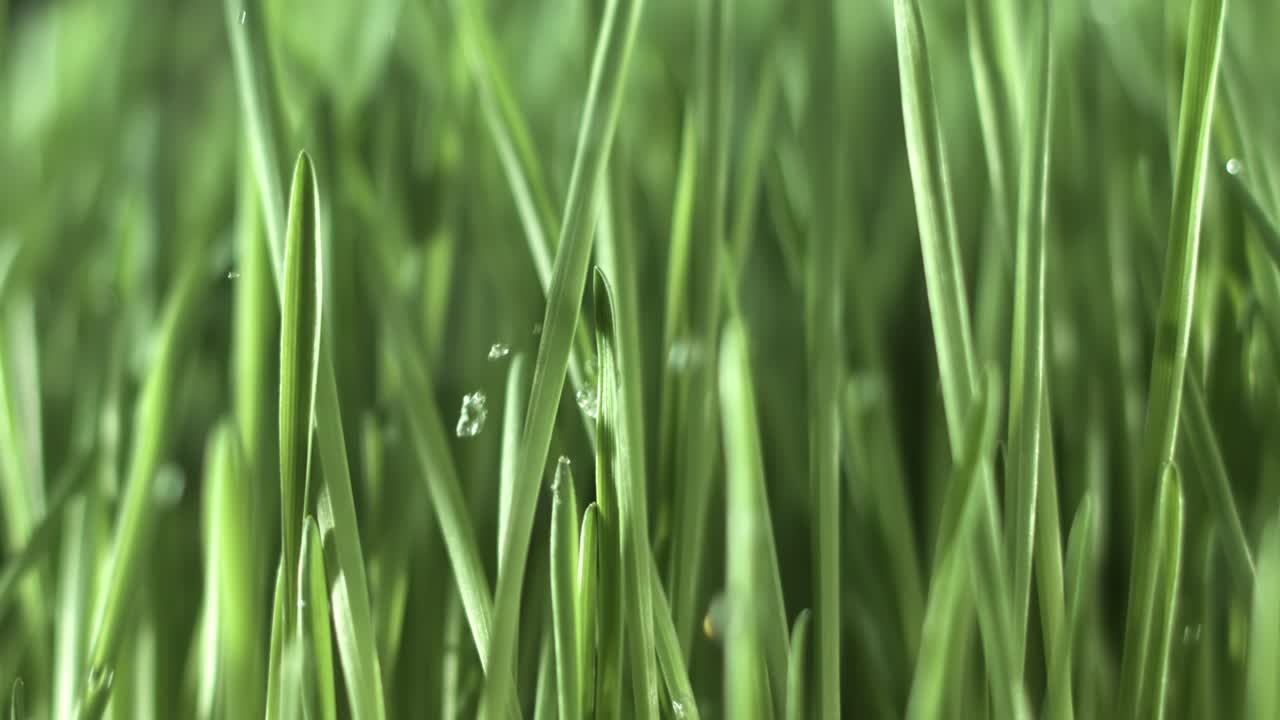 hierba verde en primer plano gotas de lluvia cayendo lentamente sobre la hierba.
