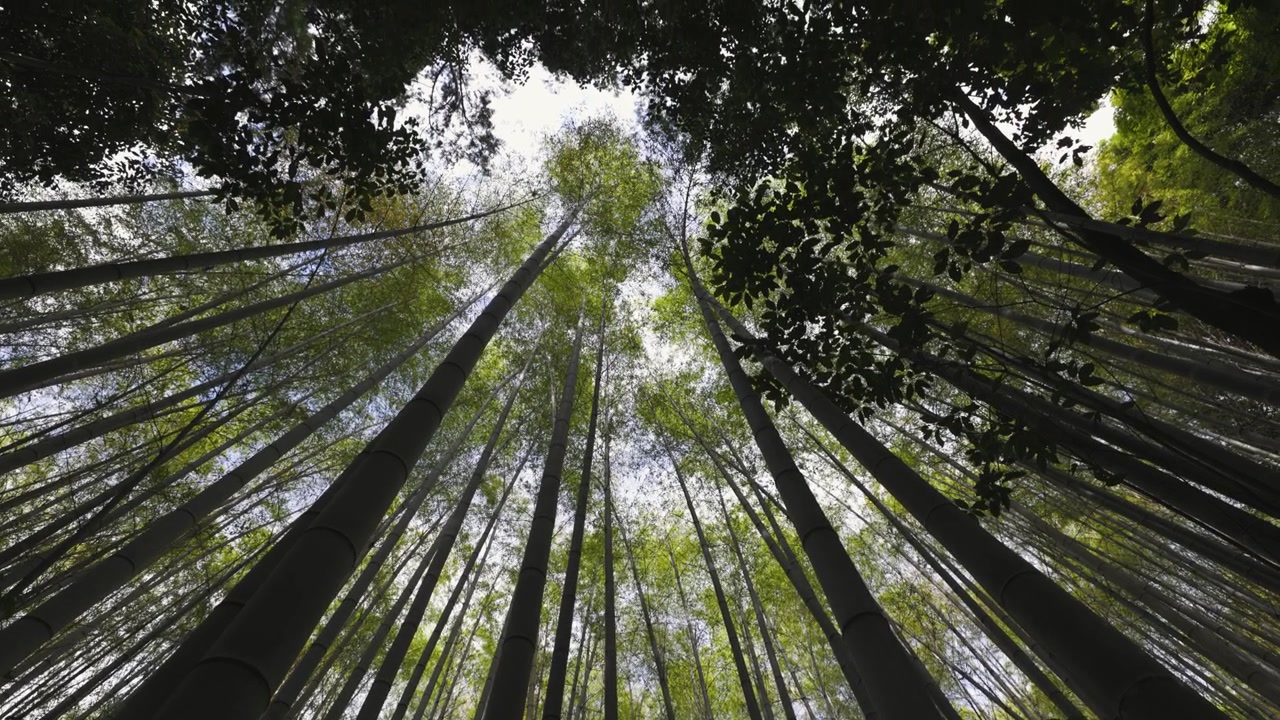 Foresta di bambù di Arashiyama a Kyoto, inclinazione della telecamera verso l'alto