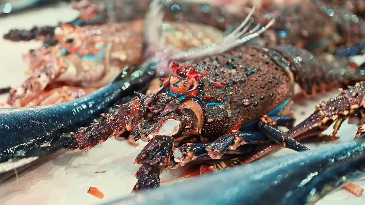 Exposição de lagostas gigantes frescas para venda em uma peixaria.