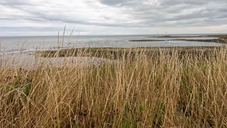 camera slowly pans over tall coastal grass, revealing a distant lighthouse and shoreline under overcast skies with soft, natural daylight and steady movement