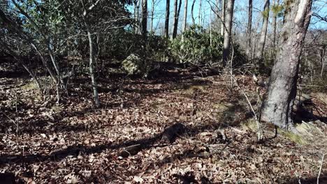 Perdido-En-El-Bosque,-Búsqueda-Y-Rescate,-A-Pie-En-El-Bosque-Y-En-El-Bosque