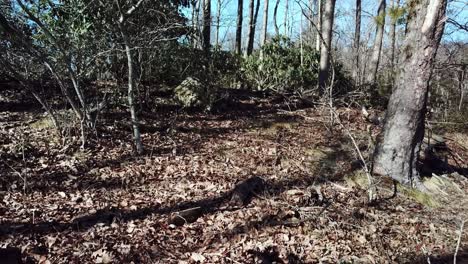 lost in woods, search and rescue, on foot in woods and in forest