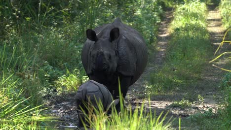 Ein-Weibliches-Gehörntes-Nashorn-Und-Sein-Baby-Auf-Einer-Unbefestigten-Straße-Im-Dschungel