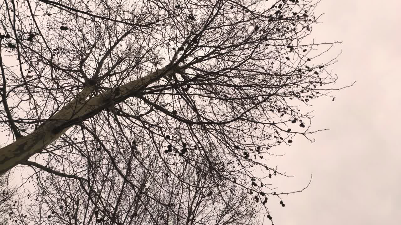vista estática de un árbol y el cielo