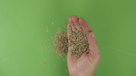 farmer in the palm holds rye grains. pile of grains from a hand fall down on a green background. top view.