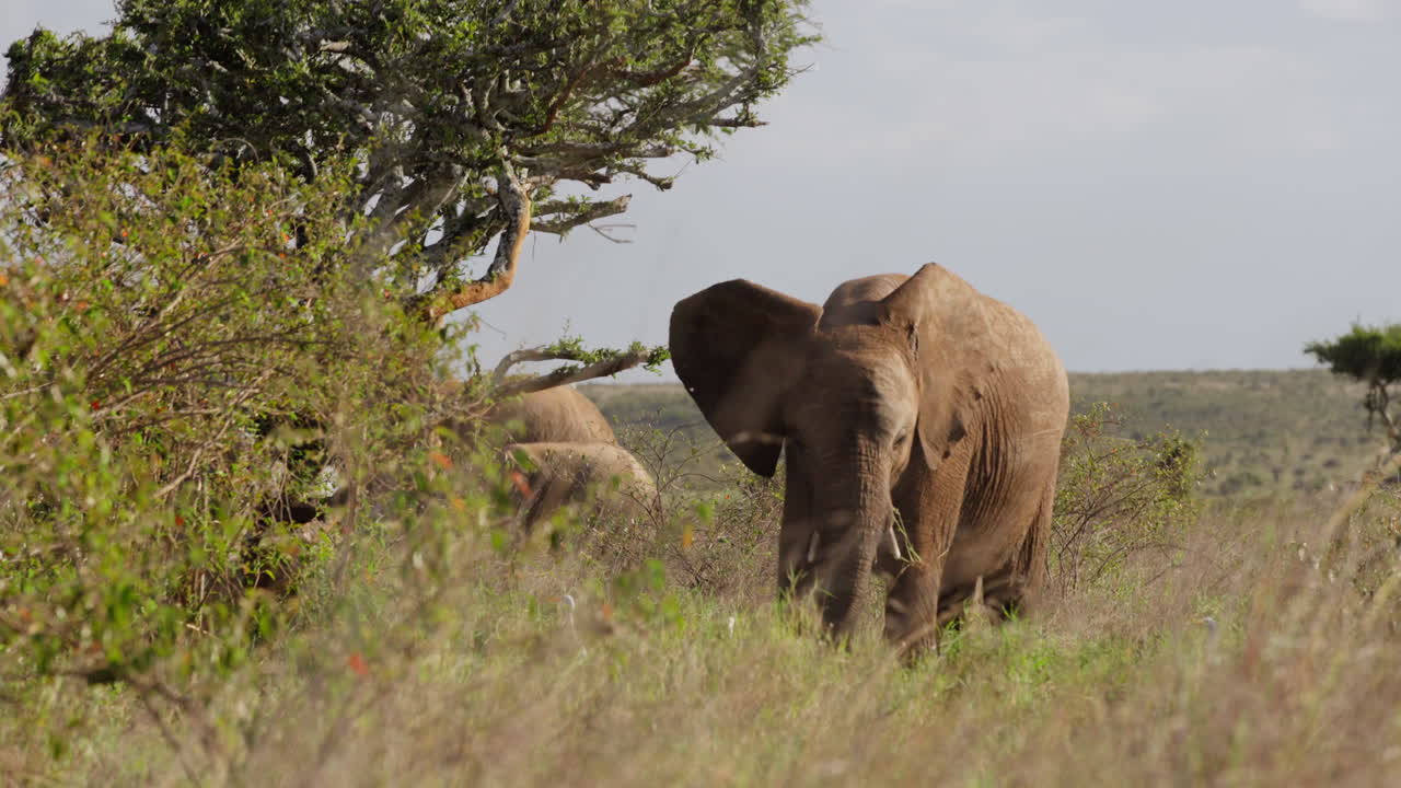 Elefantes-da-savana africanos pastando perto de árvores espalhadas.