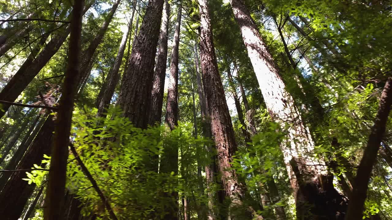 Camera looking up at tall trees in forest in mountains and moving gracefully to the right, with lush green foliage, shade, and blue sky and sun above, some lens flare