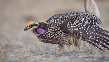 extreme follow close up of sharp tailed grouse male bird dancing on lek