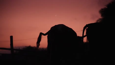 silhouettes of cows in the blue hour