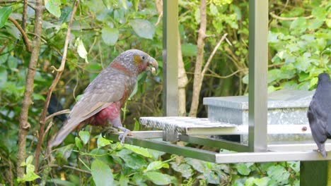 a kaka parrot grabbing food from a weighted feeder before leaving frame