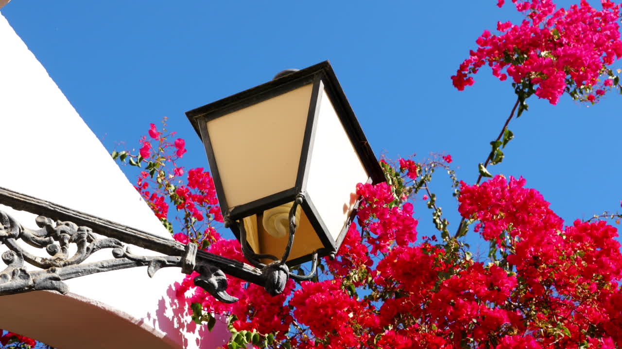 Red flowers growing on the perimeter wall and lamp of a seashore house crawling up balconies and walls with a lamp during a sunny day Gran Canary island 4k slow motion capture at 60fps.