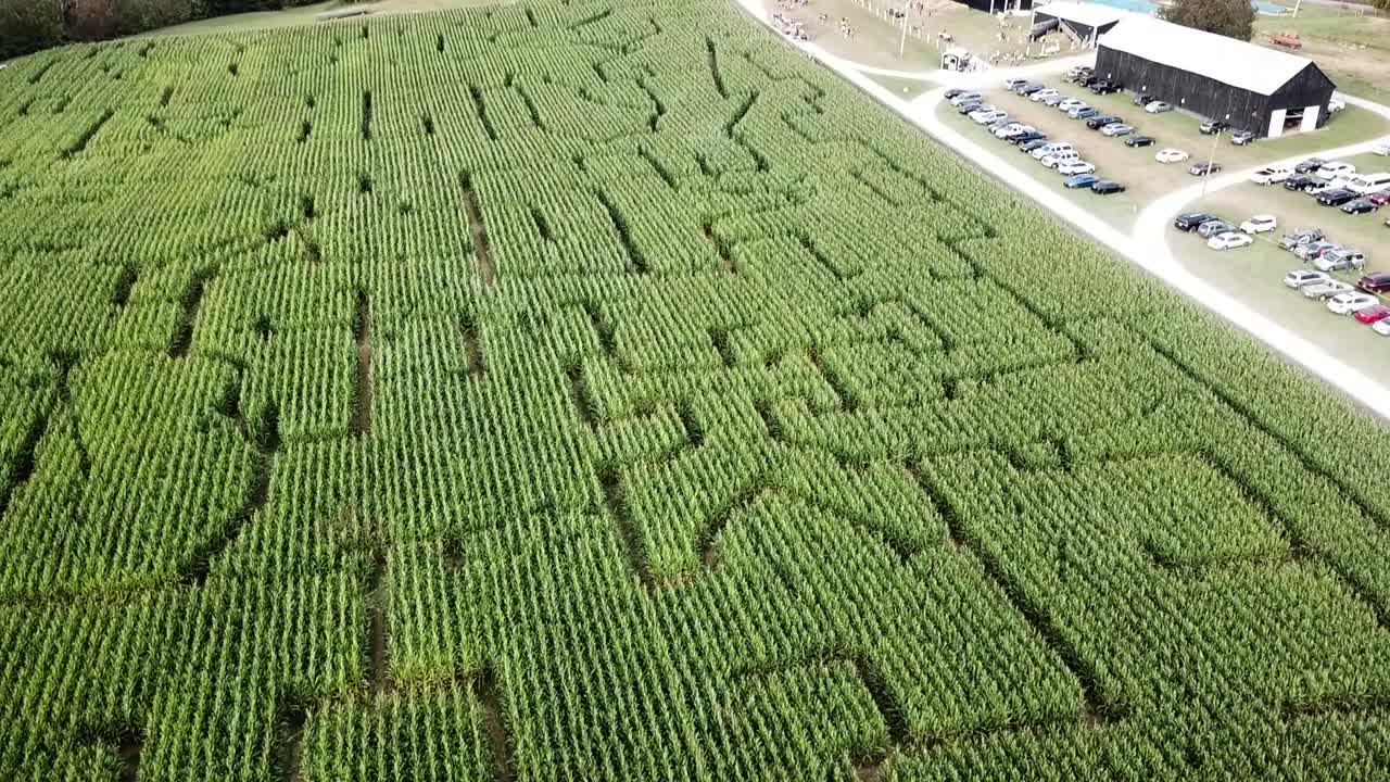 vista aérea del laberinto de maíz en kentucky, ee.uu. durante un soleado día de otoño