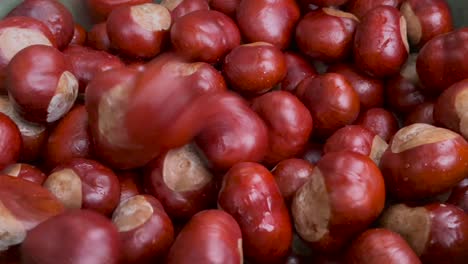 "Buckeye"-Horse-Chestnut-falling-into-a-bucket-of-chestnuts