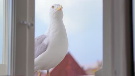 Möwe-Auf-Fensterbank,-Hellblauer-Himmel,-Offenes-Fenster,-Halbtotale