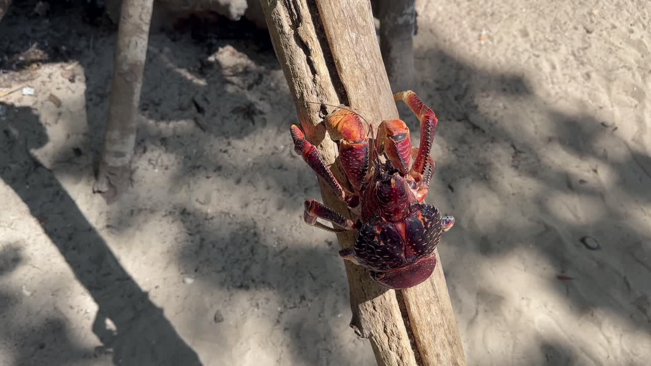 As a tourist attraction, a Coconut crab (Birgus latro) has been made to climb along a piece of board. Zanzibar, Tanzania.