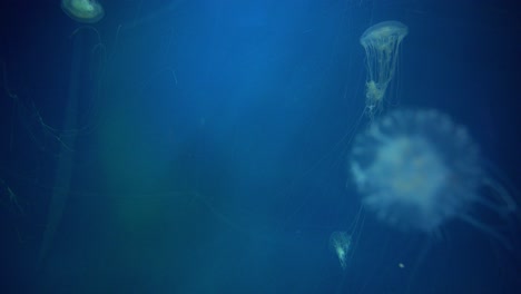 tanque de medusas