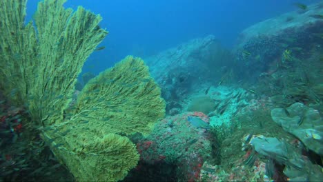 coral abanico de mar gregoriano en un hermoso arrecife de coral de roca