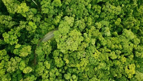 vista aérea giratoria de un camino sinuoso a través de la selva tropical.