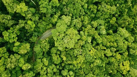 rotating aerial view of a road winding through the rainforest